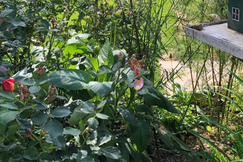 Gartenblick - foto 15