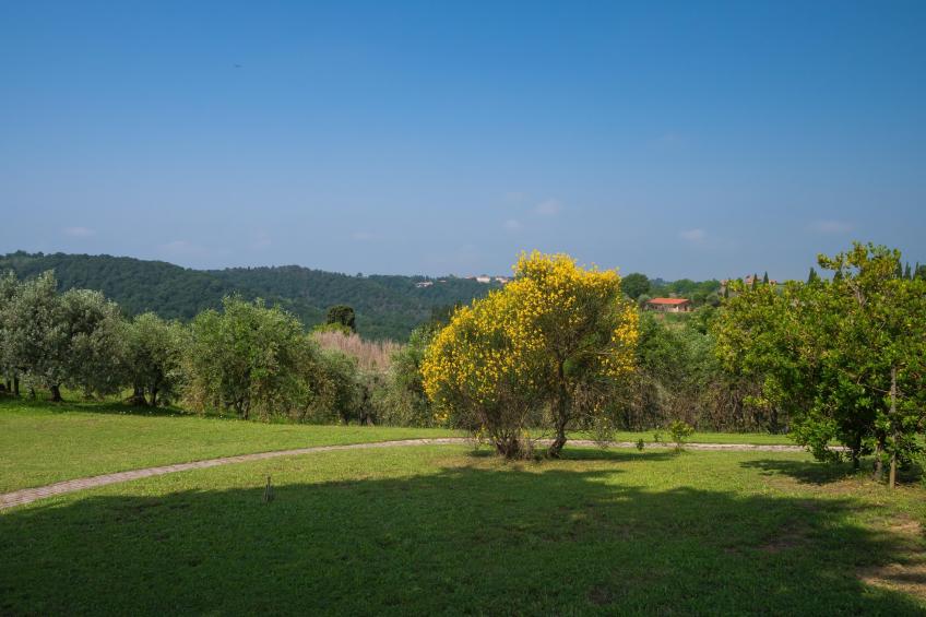 Ortensia - foto 26