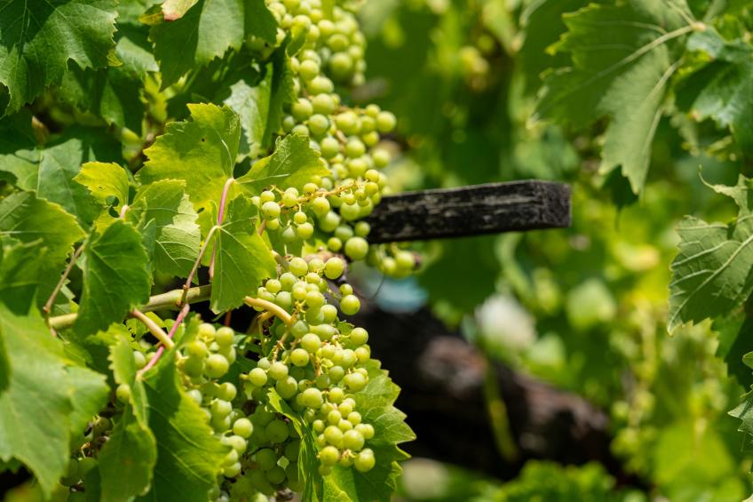 villa Valy - foto 45