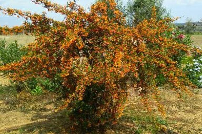 Kleine Villa mit geschlossenem Garten in Parabita - foto 15