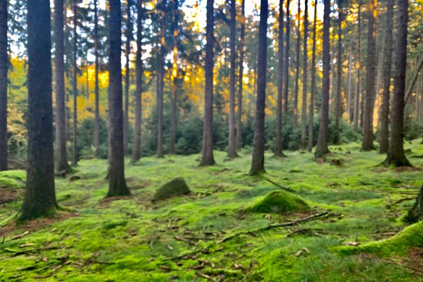 Jägerhaus - foto 58