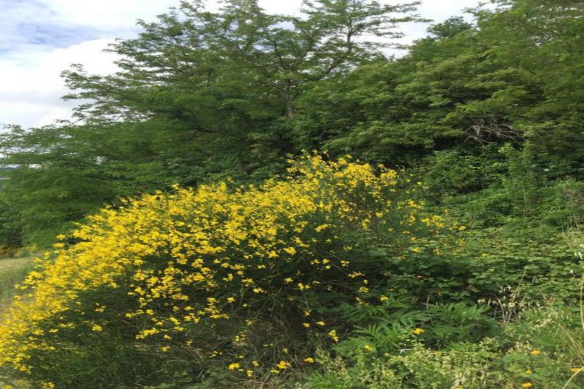 Piano Giardino - foto 12