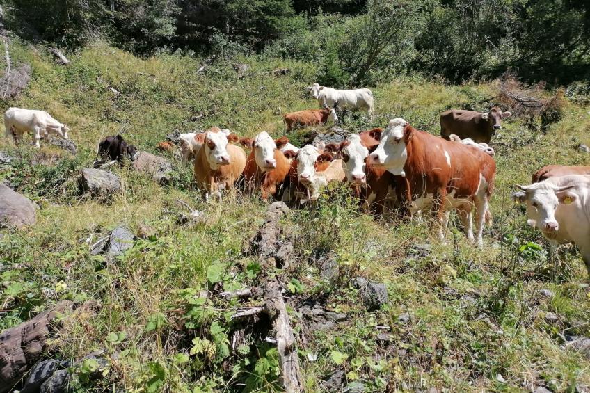 Waldpension Ranner - foto 23