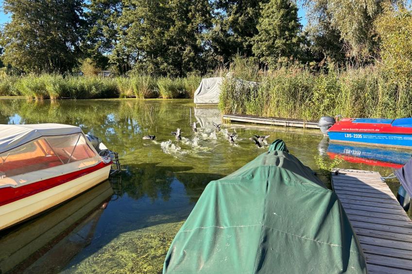 am Schwielochsee - foto 12