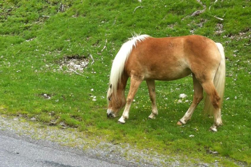Alpenhof Sonne - foto 42