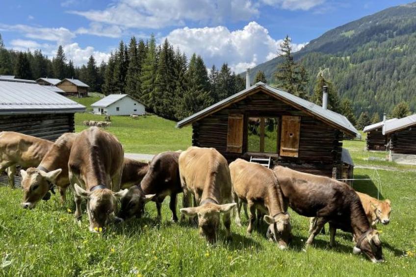 Alphütte-Maiensäss Got Spess Lenzerheide - foto 13