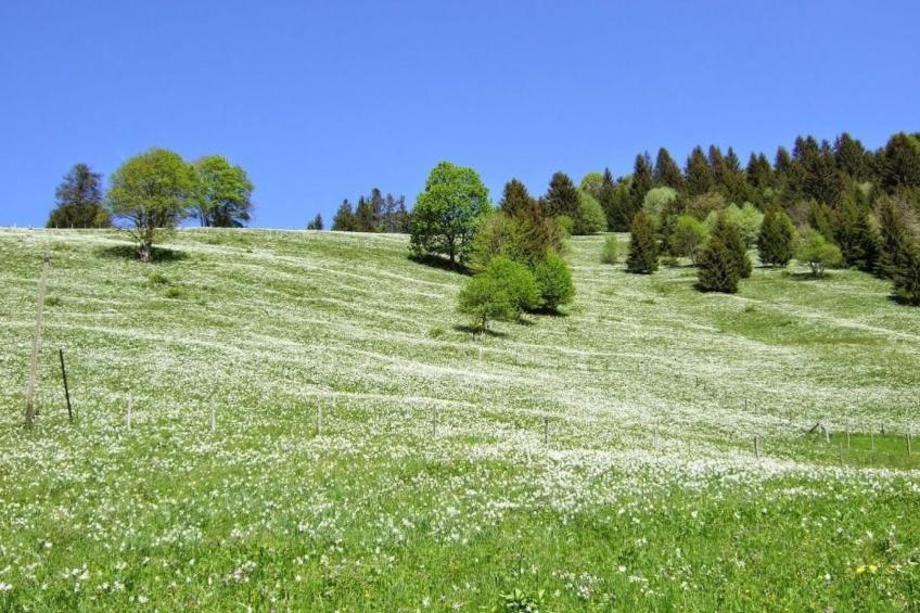 Les Narcisses,Blonay - foto 18