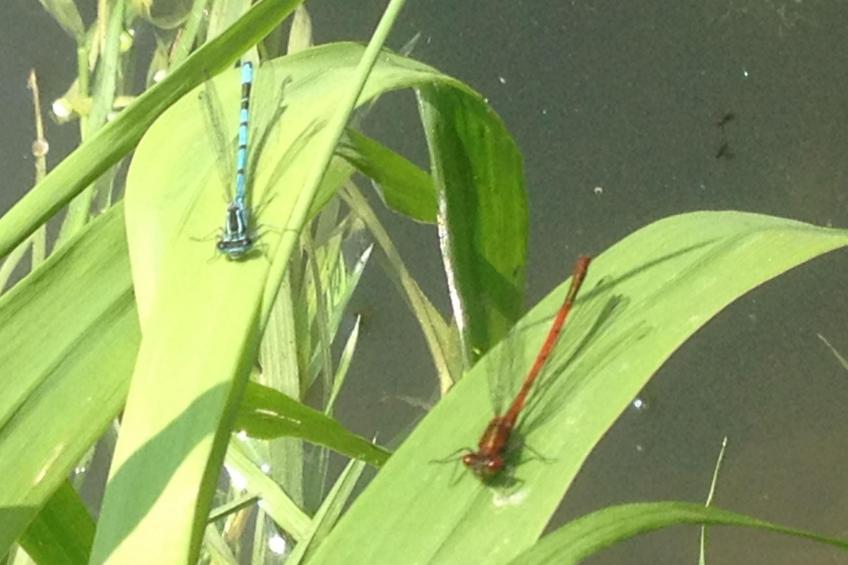 Le Clos du Hêtre - foto 28