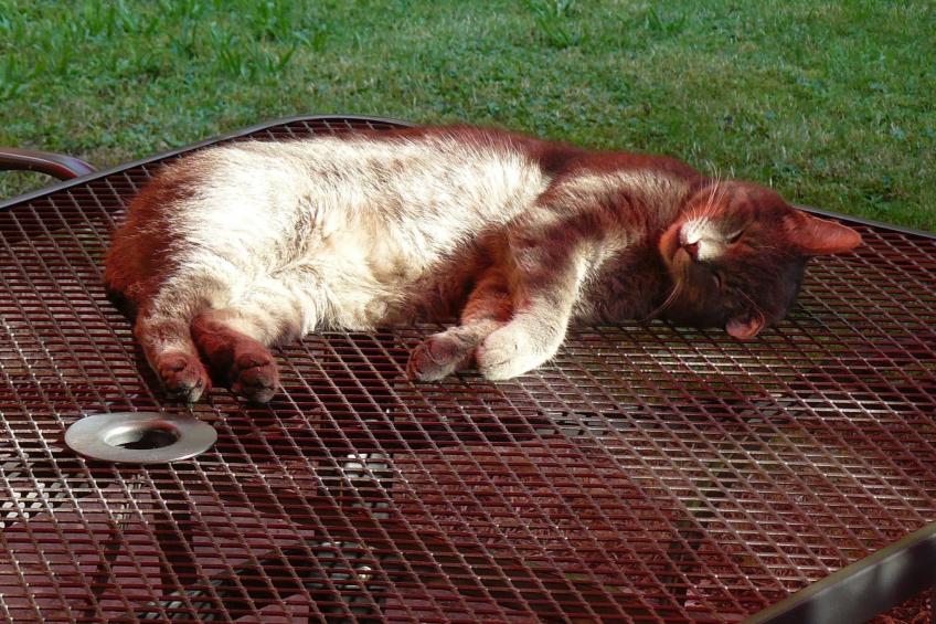 Hummelcasa - foto 35