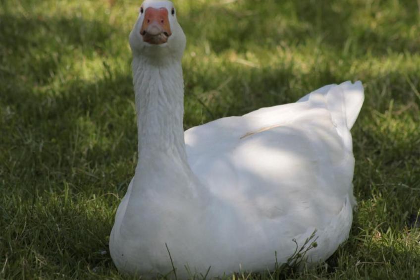 Bio Hof Rosentürmli gross - foto 9