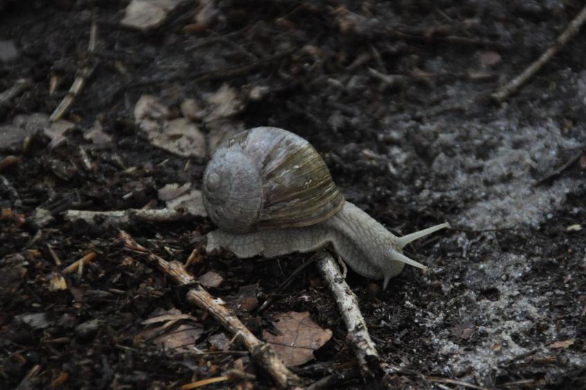 Rosalie - Ruhig - Zentral - Hochwertig - foto 42