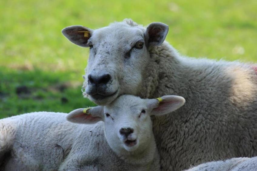 Residentie Californië - foto 29