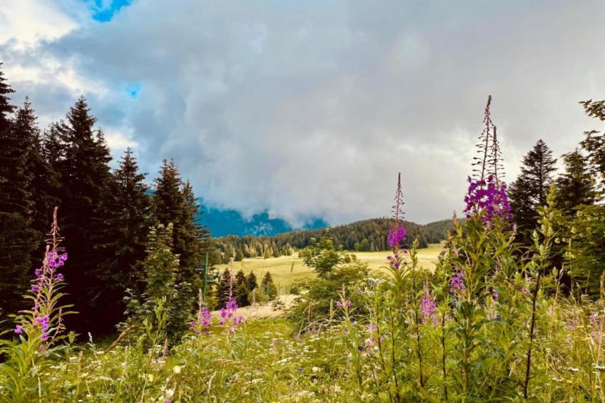 Les Marmottes N°311 - 2P6C - foto 25