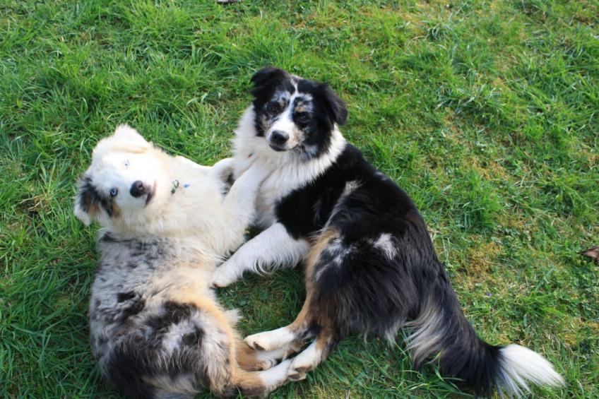 Kleine Fewo - foto 17