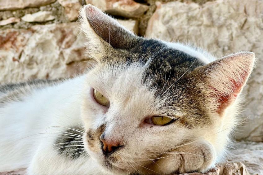 Prächtige Villa in spektakulärer Lage - foto 36