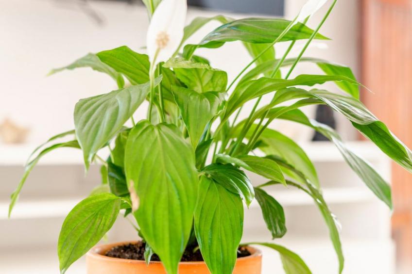 Appartement in Tavira mit Terrasse - foto 10