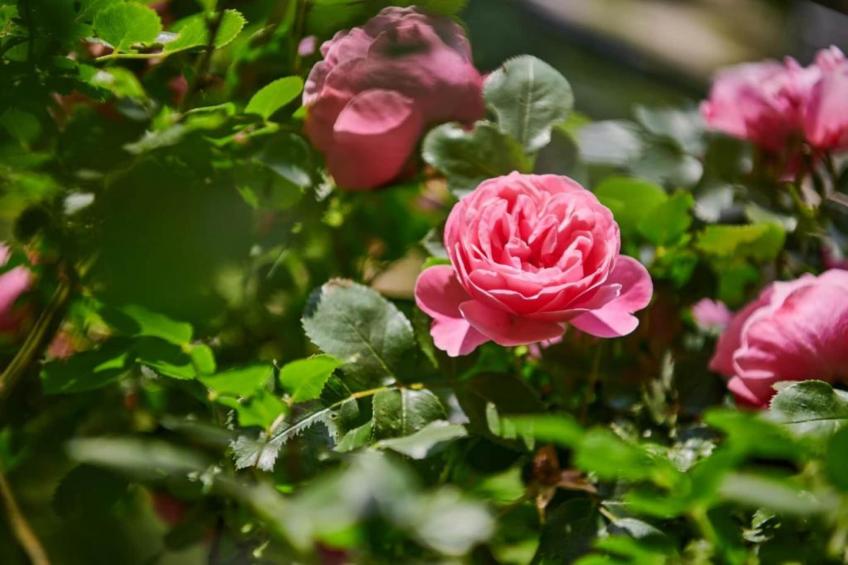 Les Balcons d'Auréa - foto 37
