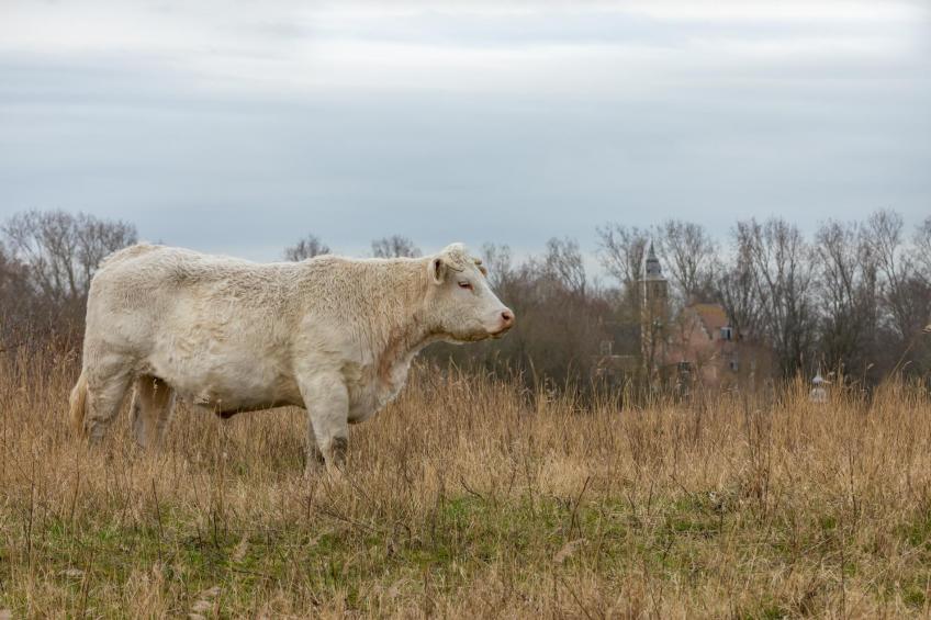 Holidayhome - De Haaymanweg 5 | Burgh Haamstede 'Huisje 86' - foto 34