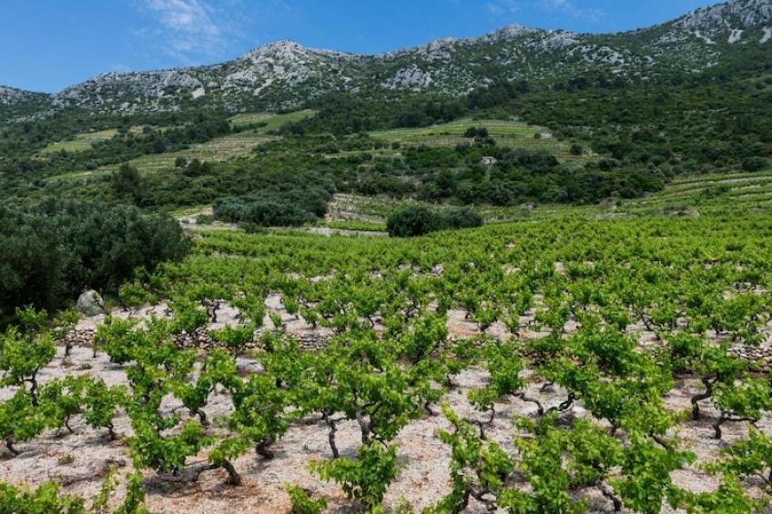 Apartments Villa Dingač-Borak - Comfort Two Bedroom Apartment with Balcony No.6 - foto 17