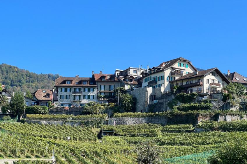 Vigneronne, Vigne - foto 16