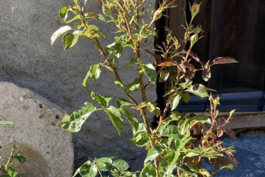 Chalet Le Grandzon  (bis 8 Personen) - foto 21