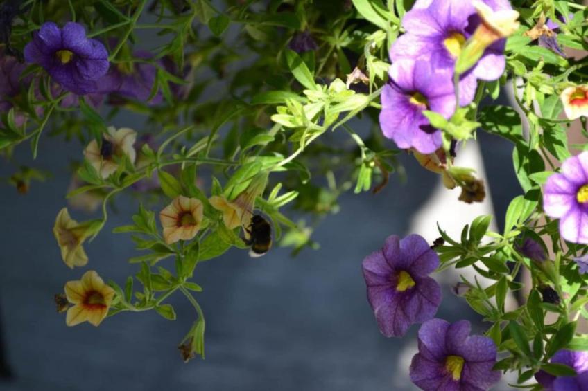 Maison de vacances - LOUBEJAC - foto 34