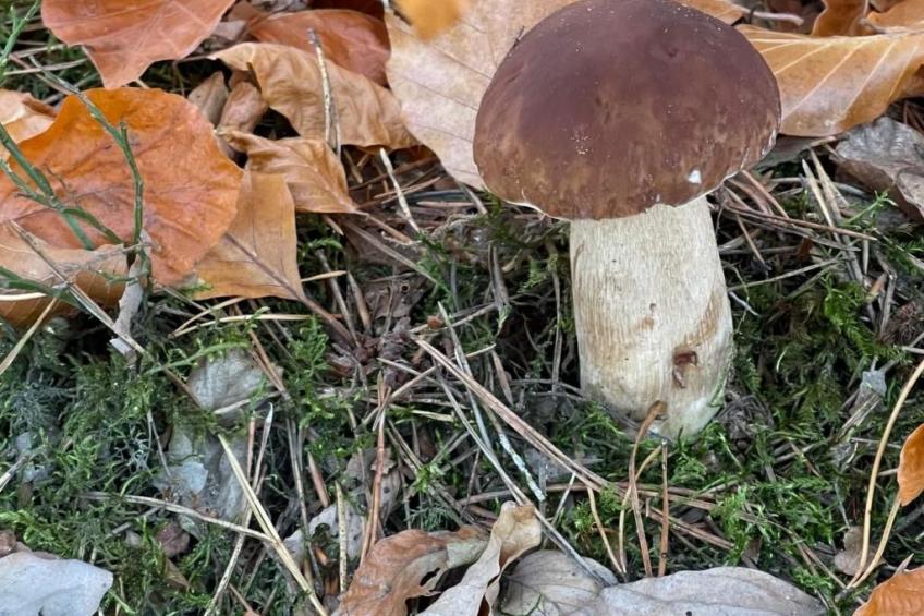 Vogelecke - abseits des Trubels und der Hektik - foto 30