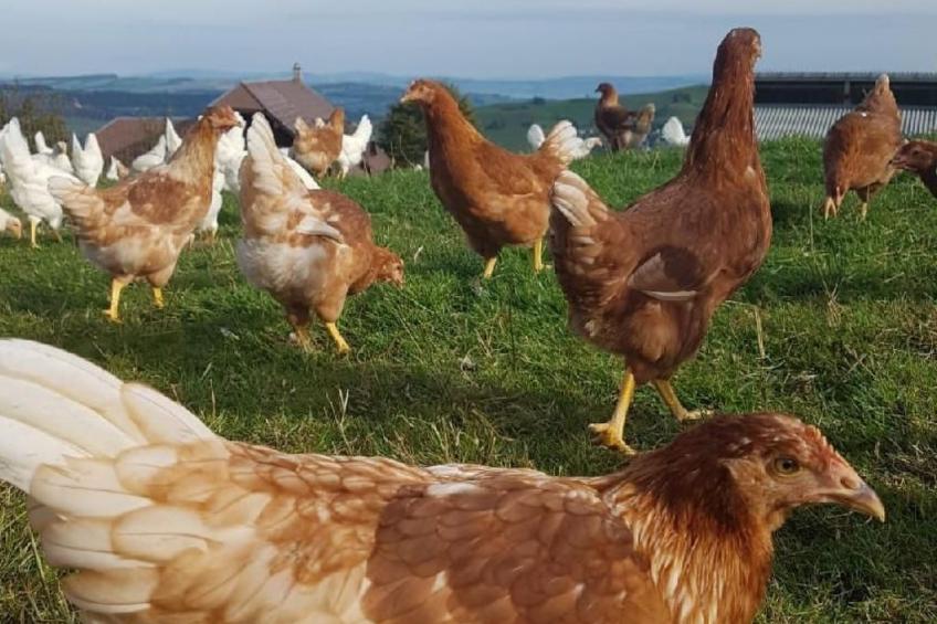 Bio-Hof Brudersrüti - foto 14