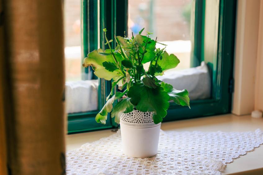 House Biljkinog oca - foto 26