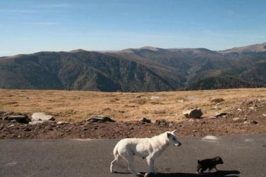 Casa Zollo - nahe den Karpaten Transsilvaniens - foto 44