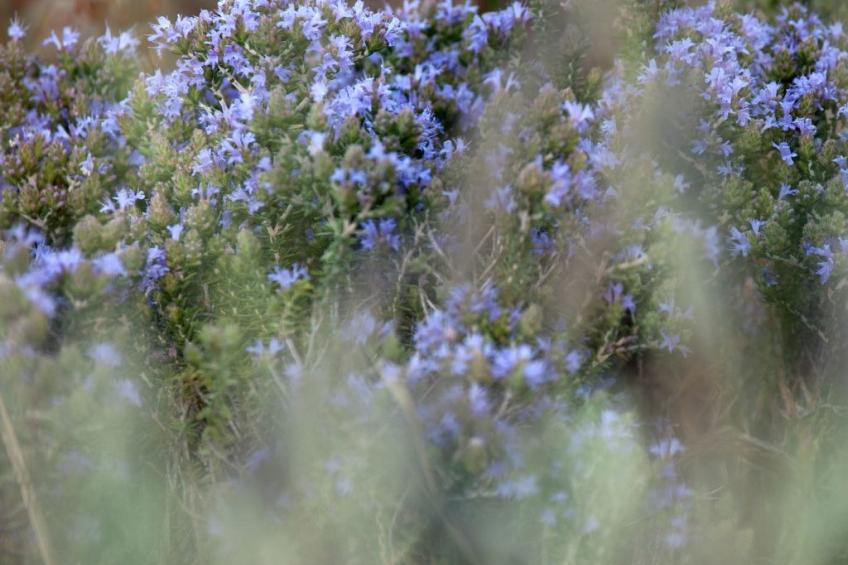 Der Garten von Zephyrus - West - foto 29