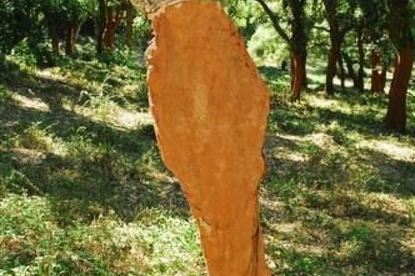 Wunderschönes Ferienhaus mit eigener Terrasse - foto 16