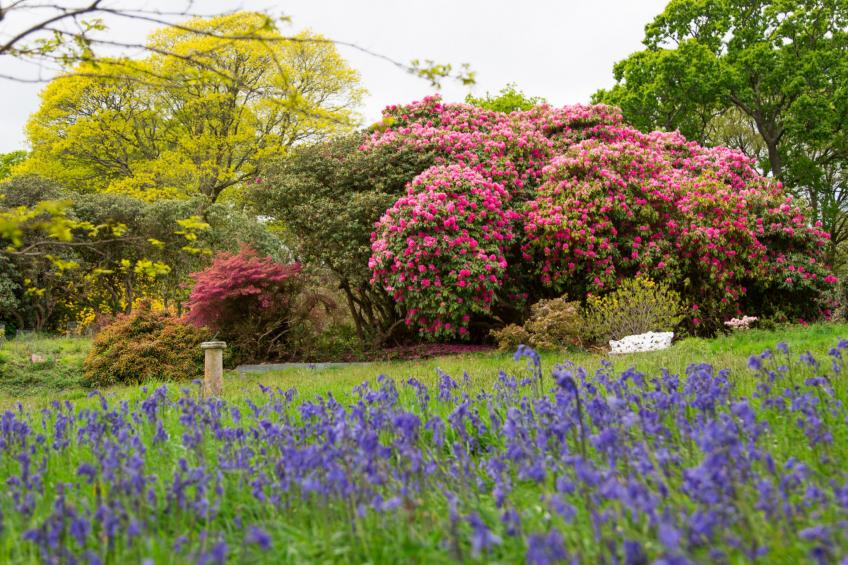 Historic Castle on River Tamar - foto 6