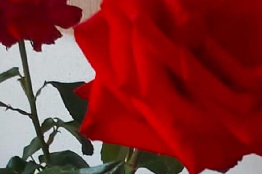 Finca Villa Clara 4 - foto 14