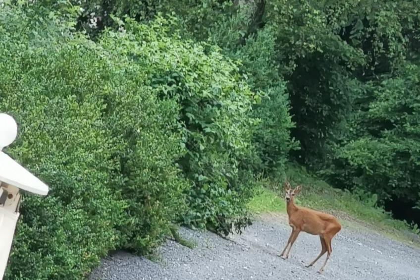 Wohnung in Bad Gottleuba - foto 8