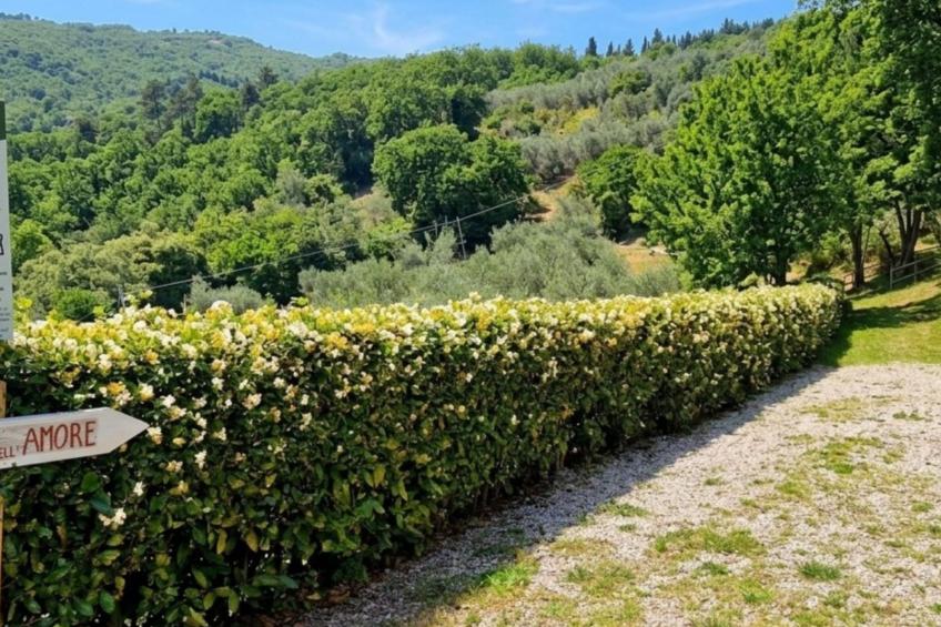 Alloro - foto 7