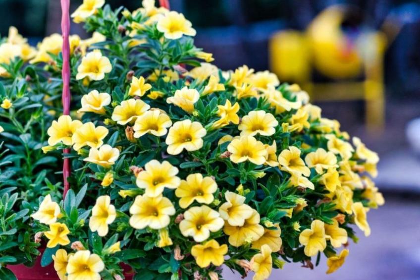 Villa Bacak - foto 37