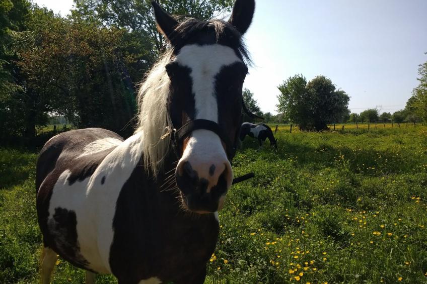 Fachwerkhaus "Charme - foto 29