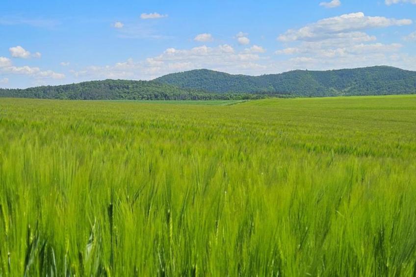 Ober-Waroldern - foto 36