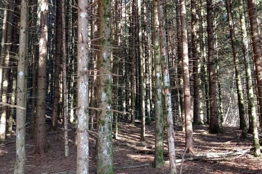 Annas Haus im Dolomiten-Nationalpark - foto 20