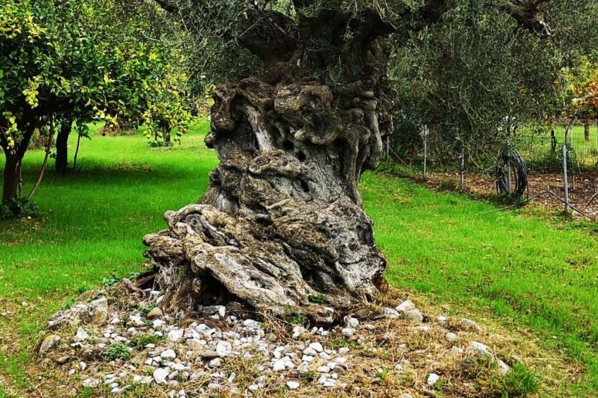 Spiti Galini - foto 33