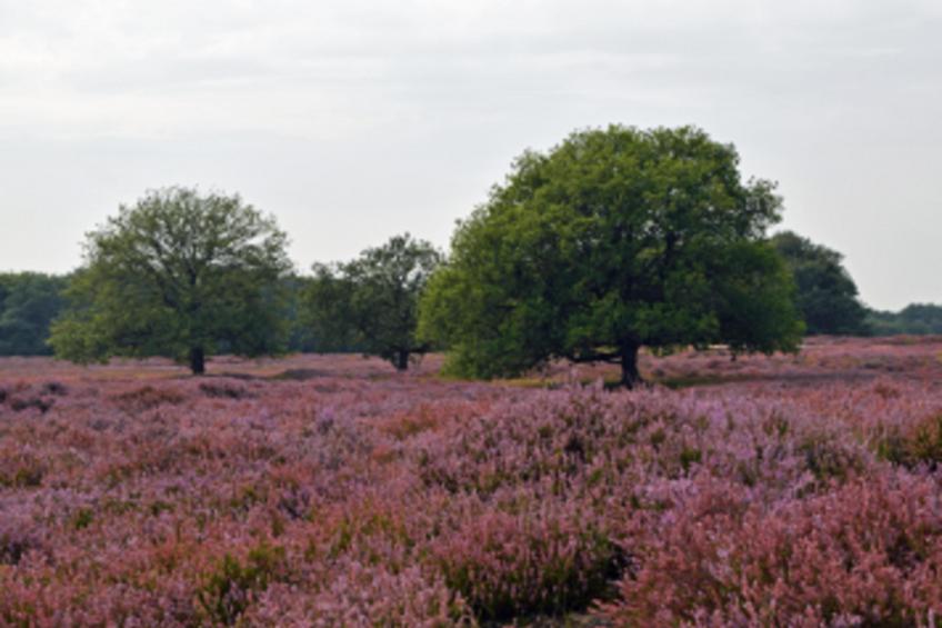 De Douglas - foto 27