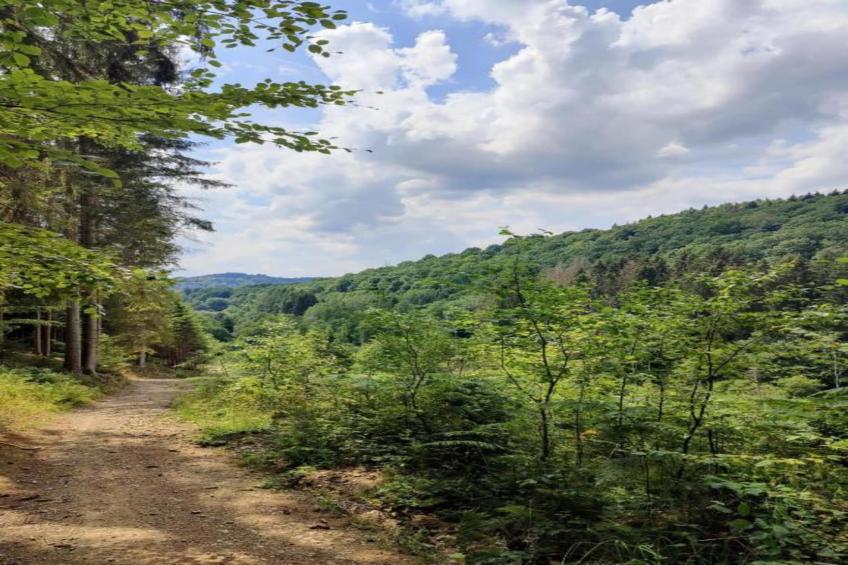 Dreamer 49 - foto 27