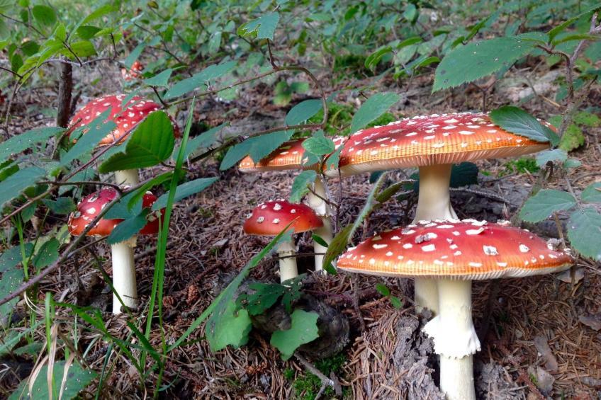 Kräuterhof-Ferienwohnung - foto 24