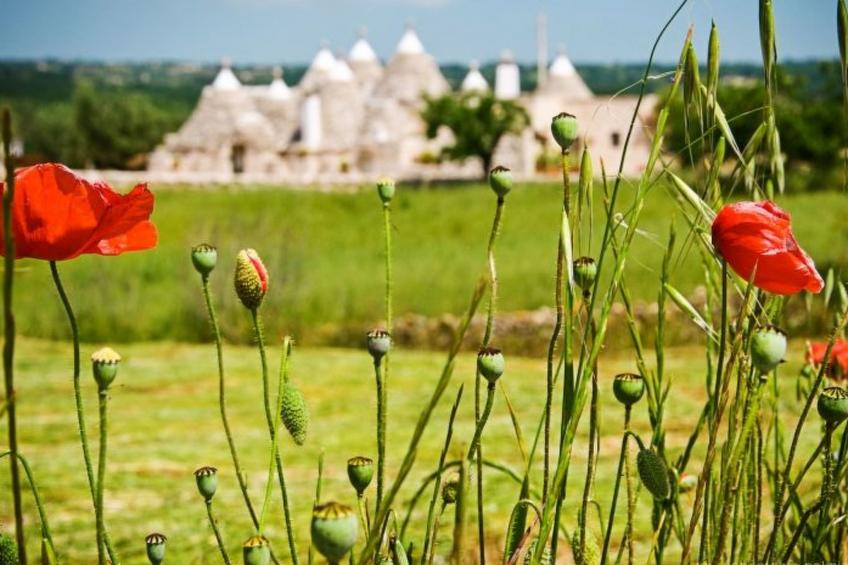 Kirschbaum Trullo, Entspannung und Essen und Wein - foto 23
