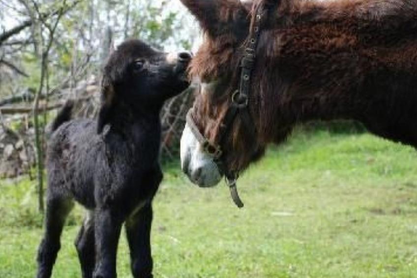 NATUR IN IHRER REINSTEN FORM - foto 22