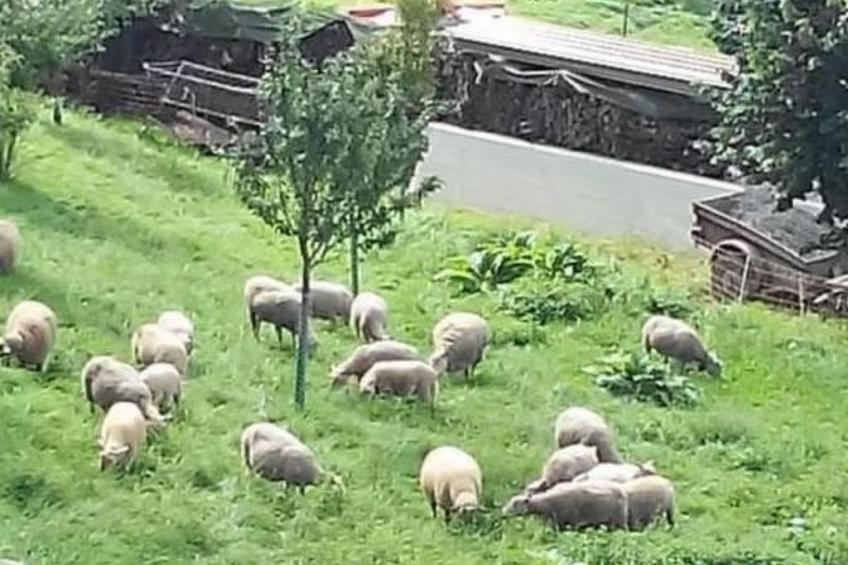 Studio in renoviertes Bauernhaus (3 Pers.) - foto 2