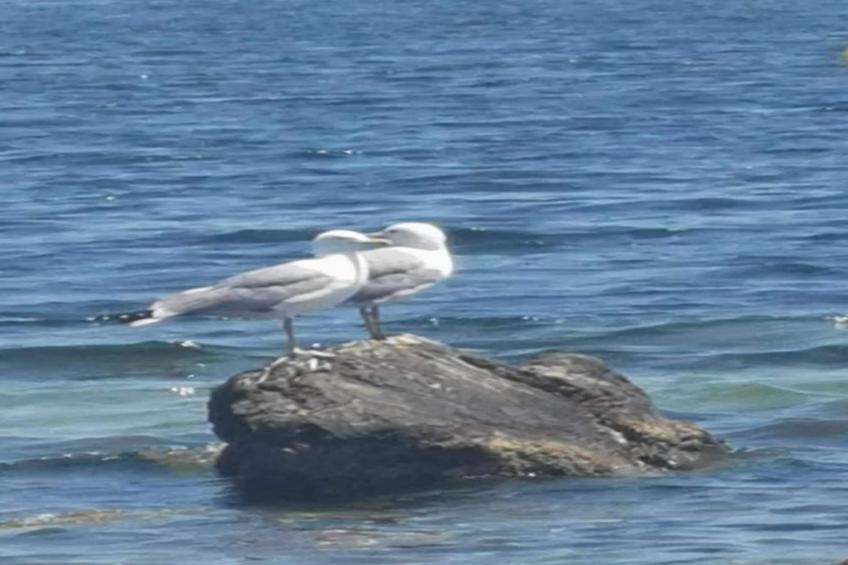 Mas La Cigalière - foto 38