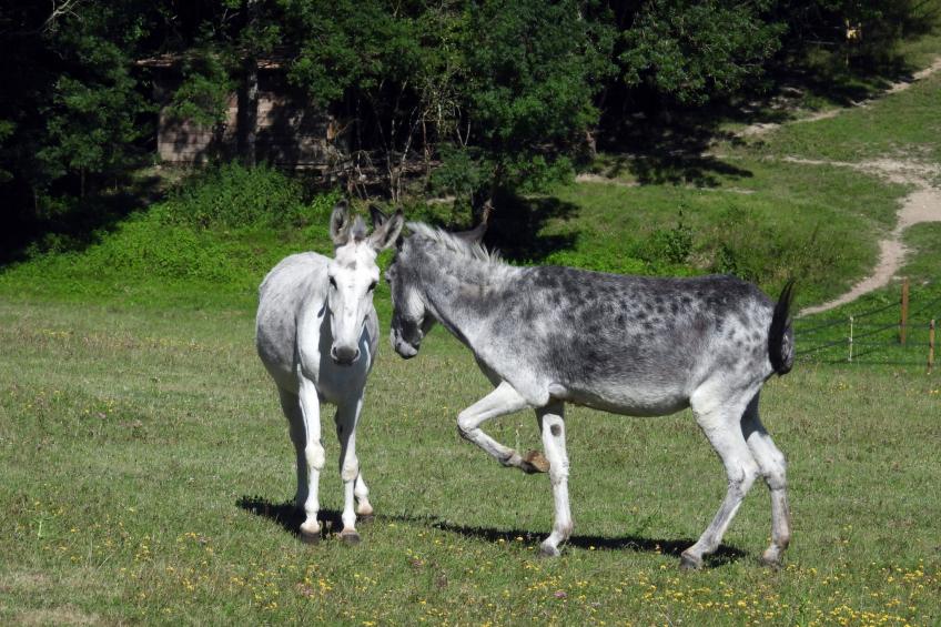 La Ferme des Paons - foto 18