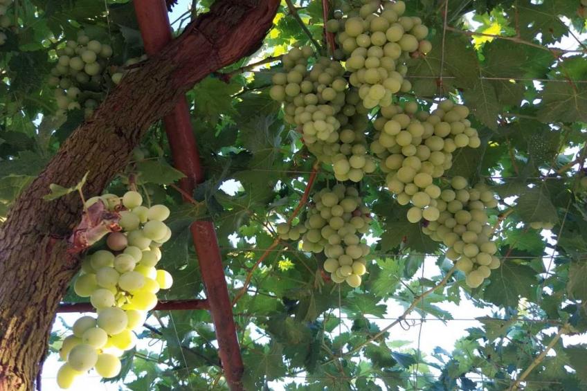 Holiday Home Gioia Cristina - One Bedroom Holiday Home with Terrace - foto 23